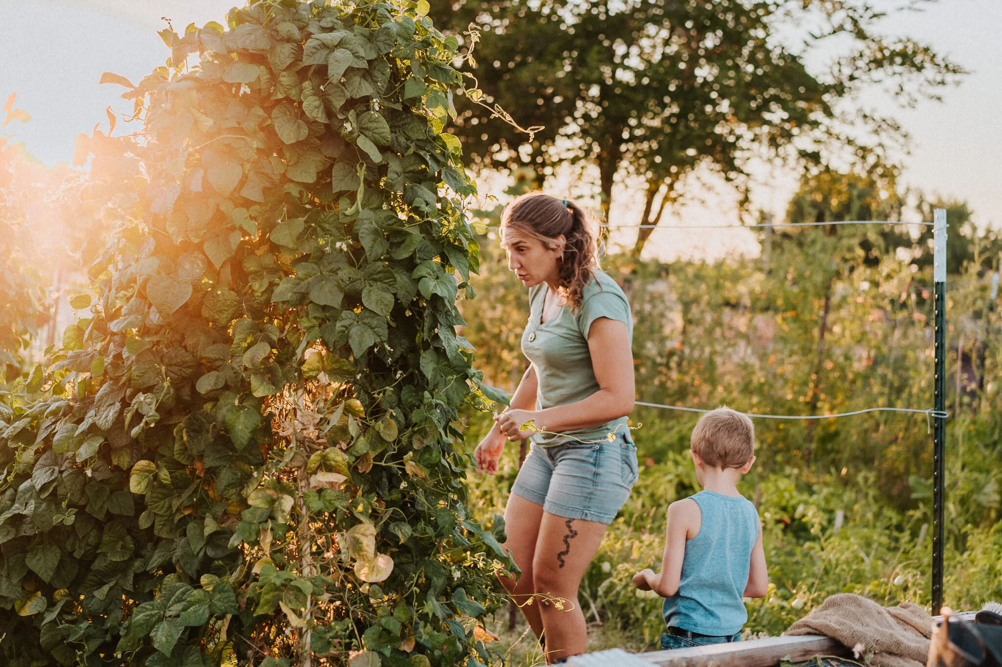 Sunset homestead garden.