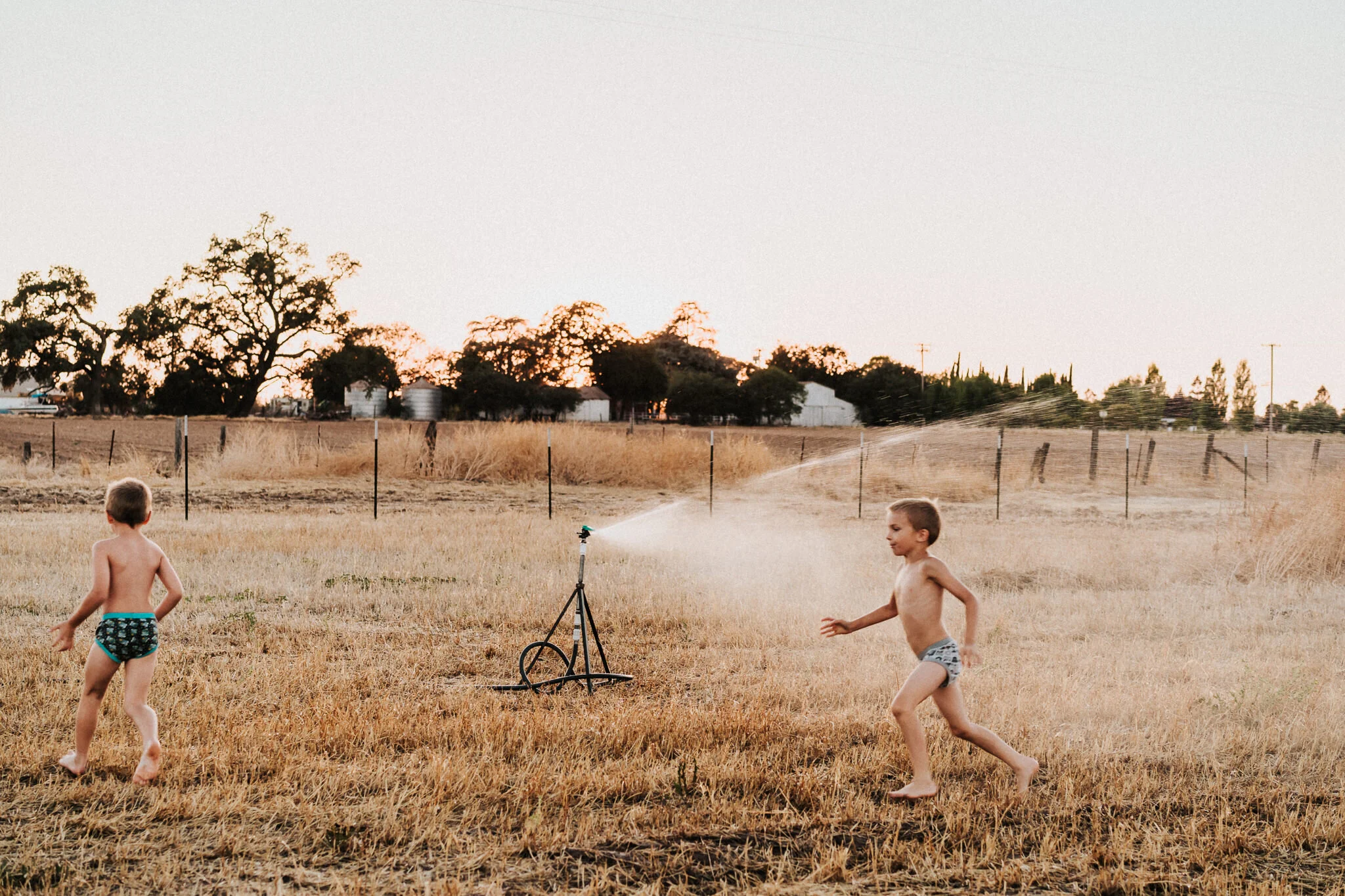Sunset sprinkler run in the pasture of Lodi, California.