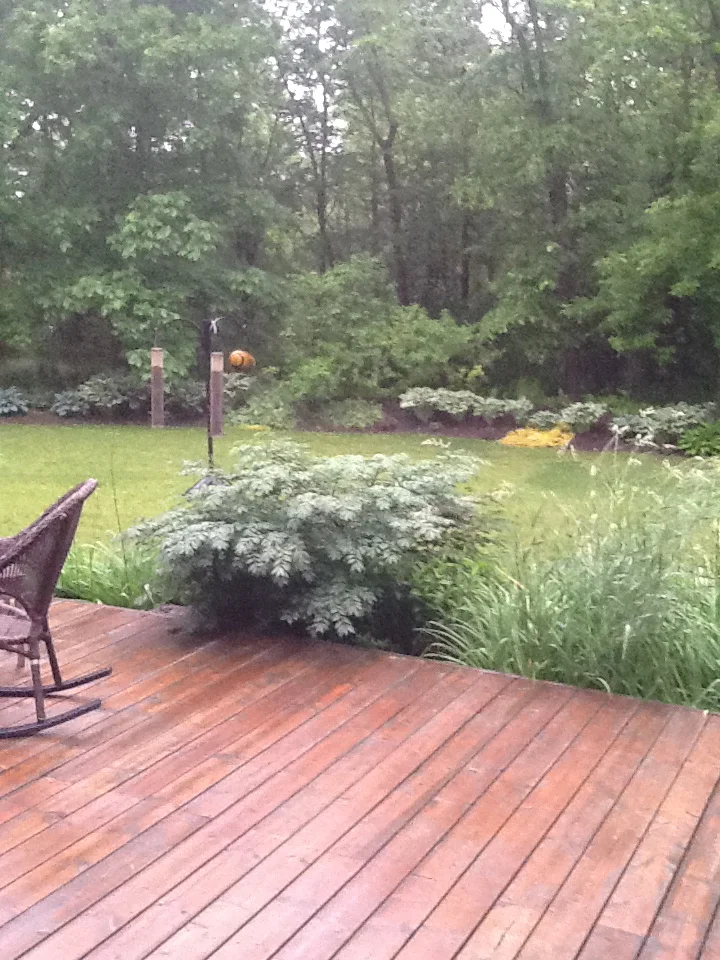 Back deck/woods view