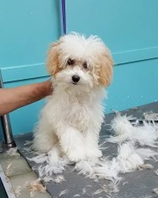 Very happy with the new hair cut! 
#bows #nails #floridadog #suziesplace #wiltonmanors #broward #doggroomer #fortlauderdale #shoplocal #dogsofwiltonmanors #dogsofftlauderdale #shampoos #baths
