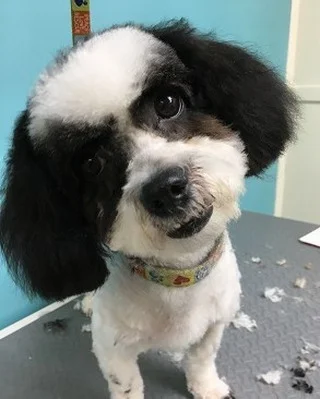 Happy dog after his grooming session with us
#floridadog #suziesplace #wiltonmanors #broward #doggroomer #fortlauderdale #shoplocal #dogsofwiltonmanors #dogsofftlauderdale #shampoos #baths #blackandwhite #bandit
