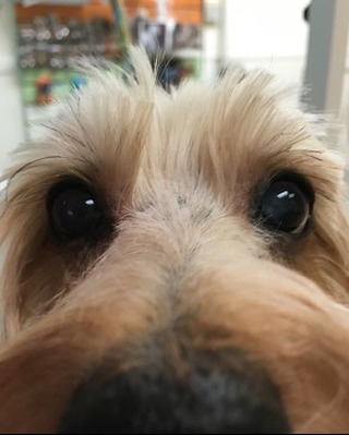 Just checking in to see how my followers are!! Come in and see us 
#floridadog #suziesplace #wiltonmanors #broward #doggroomer #fortlauderdale #shoplocal #dogsofwiltonmanors #dogsofftlauderdale #shampoos #baths #followers #love #puppylove