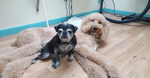 Two friends relaxing after their spa day!
#floridadog #suziesplace #wiltonmanors #broward #doggroomer #fortlauderdale #shoplocal #dogsofwiltonmanors #dogsofftlauderdale #shampoos #baths #spaday #doglife