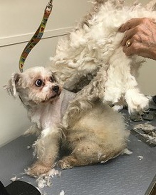 He wanted change, so we gave it to him!
#floridadog #suziesplace #wiltonmanors #broward #doggroomer #fortlauderdale #shoplocal #dogsofwiltonmanors #dogsofftlauderdale #shampoos #baths #change #weightloss