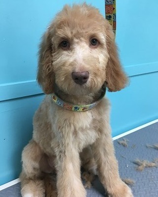 Rocking the new hair cut
#floridadog #suziesplace #wiltonmanors #broward #doggroomer #fortlauderdale #shoplocal #dogsofwiltonmanors #dogsofftlauderdale #shampoos #baths #freshcut