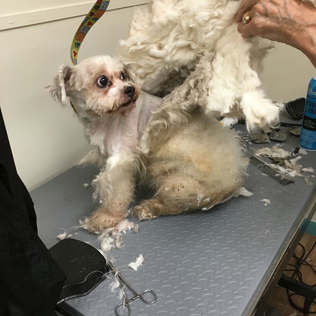 This pup was happy to lose his fur coat! #beforeandafter