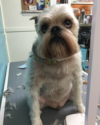 Very happy with his new hair style 
#floridadog #suziesplace #wiltonmanors #broward #doggroomer #fortlauderdale #shoplocal #dogsofwiltonmanors #dogsofftlauderdale #shampoos #baths #hairstyle #sohappy