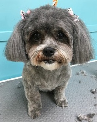 Loving her hair bows 
#floridadog #suziesplace #wiltonmanors #broward #doggroomer #fortlauderdale #shoplocal #dogsofwiltonmanors #dogsofftlauderdale #shampoos #baths #hairbows #style