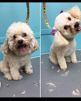 Happy doggies and one happy owner
#floridadog #suziesplace #wiltonmanors #broward #doggroomer #fortlauderdale #shoplocal #dogsofwiltonmanors #dogsofftlauderdale #shampoos #baths #happyowners #great