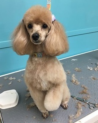 Look at this amazing cut
#floridadog #suziesplace #wiltonmanors #broward #doggroomer #fortlauderdale #shoplocal #dogsofwiltonmanors #dogsofftlauderdale #shampoos #baths