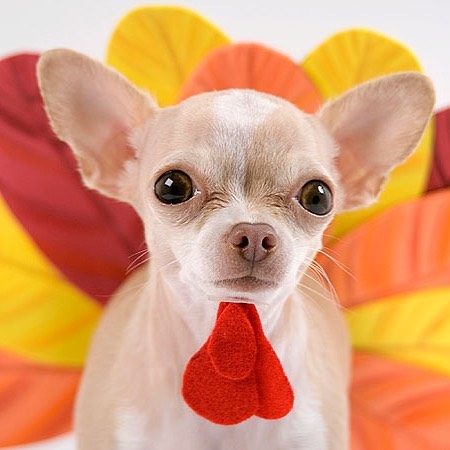 Call us today to secure your pup a holiday spot before the family gets there! 954-563-5674 We will be open for appointments the day before (Wed). #gobblegobble #doggrooming #wiltonmanors #browardpets #bathtime #blackfriday #beattheholidayrush
