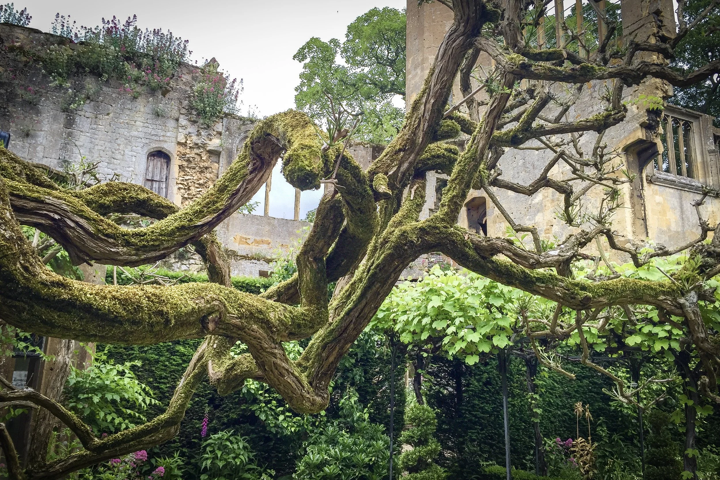 moss-covered ancient tree limb at Sudeley Castle in the UK