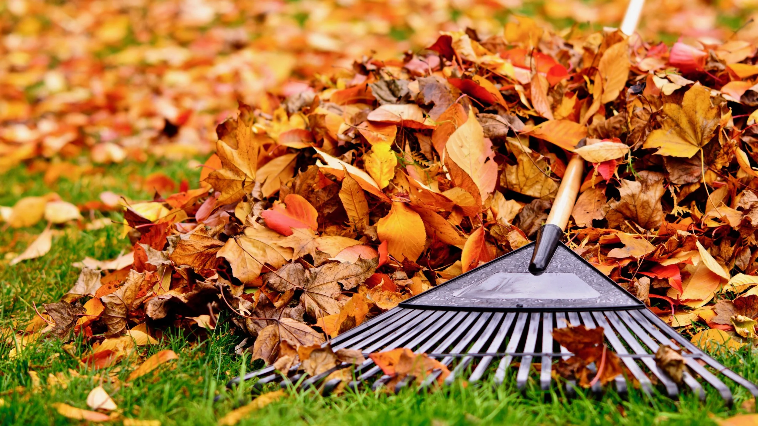 LEAVES & MORE LEAVES!