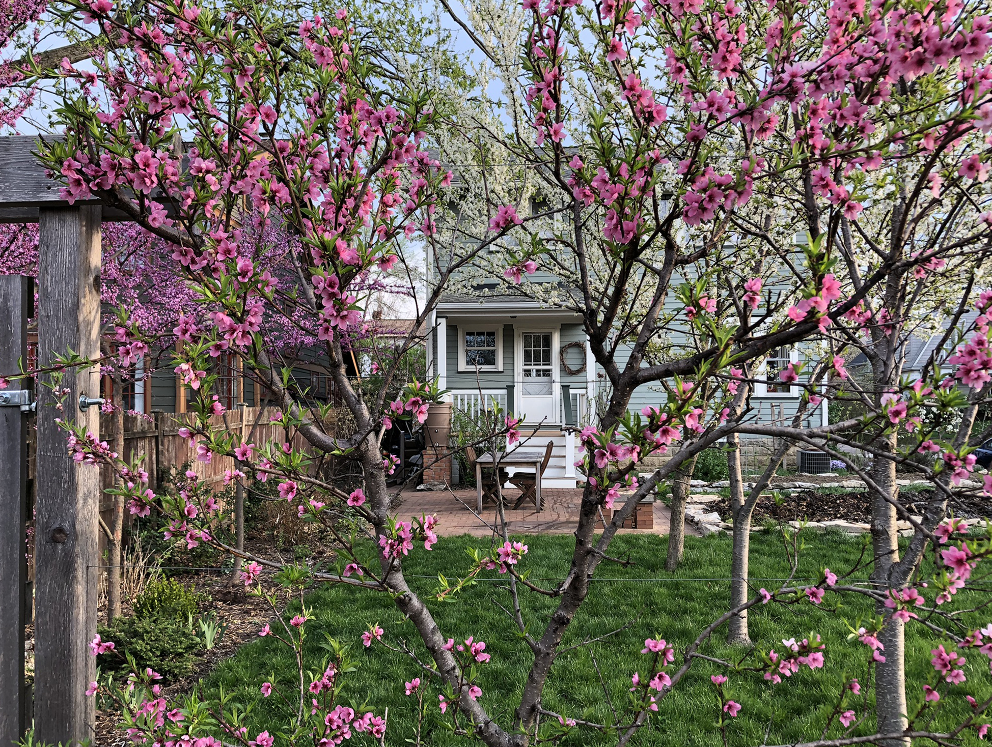 espalier peach landscape design garden photo Ethan McGory.png