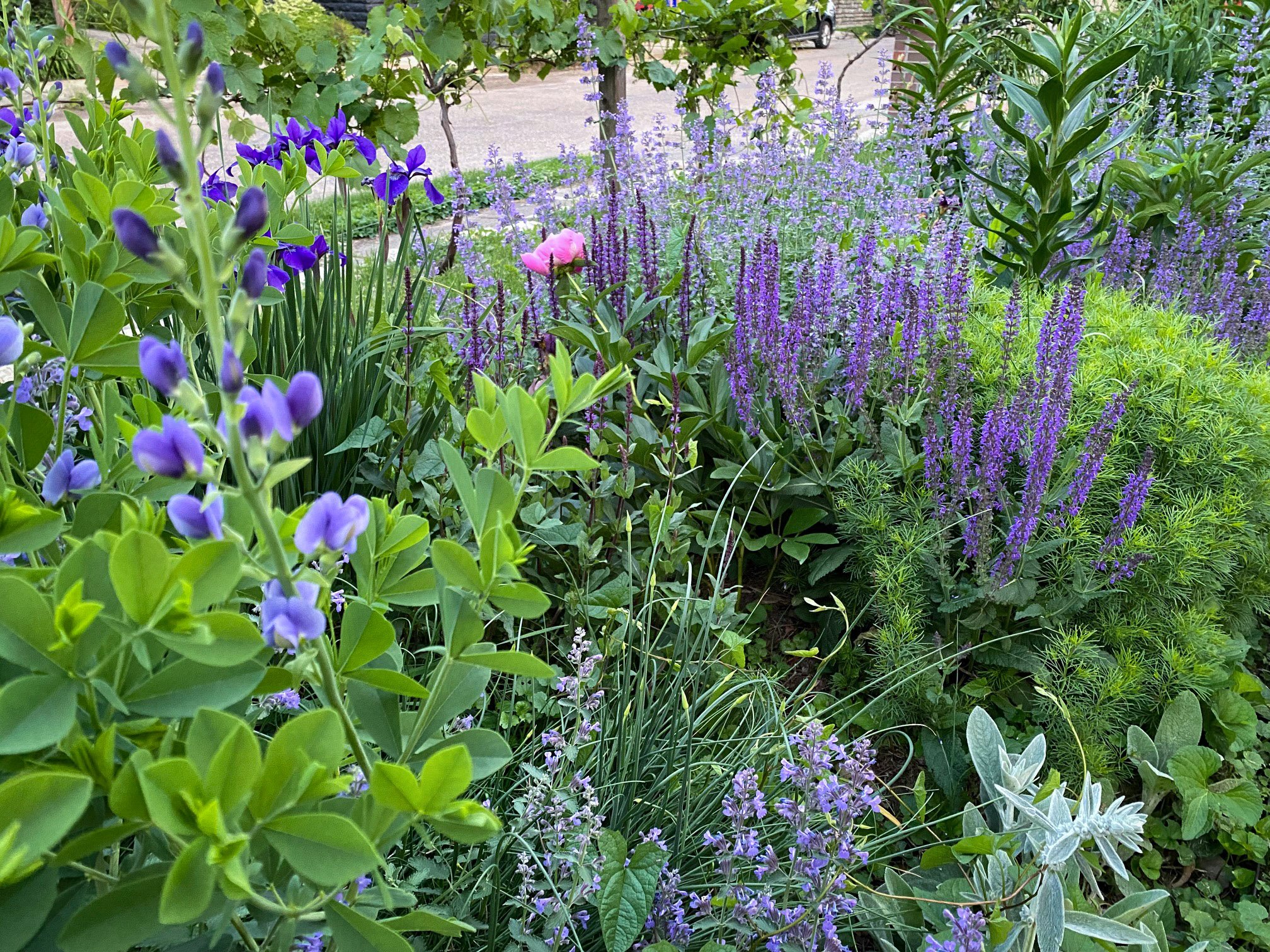 garden with baptisia salvia blooming.jpg