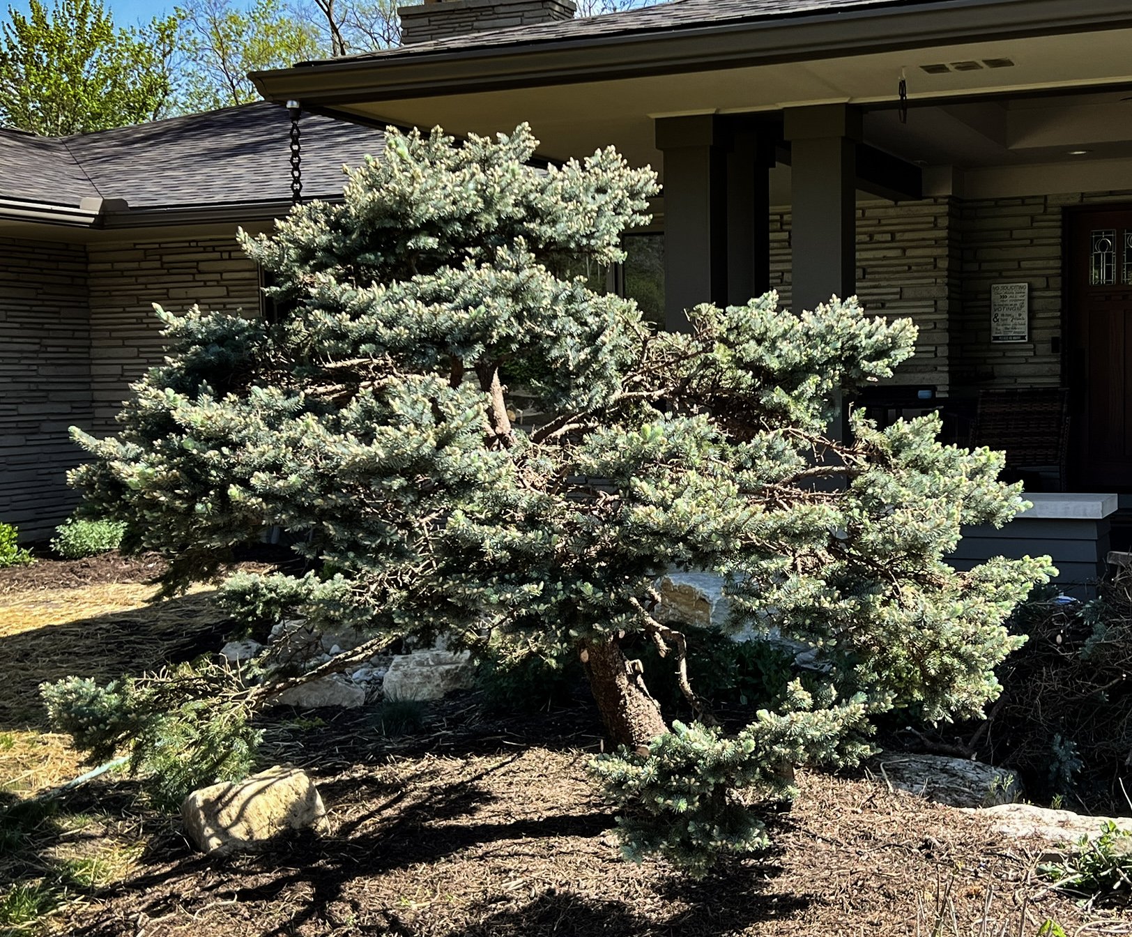 japanese style blue spruce.jpg