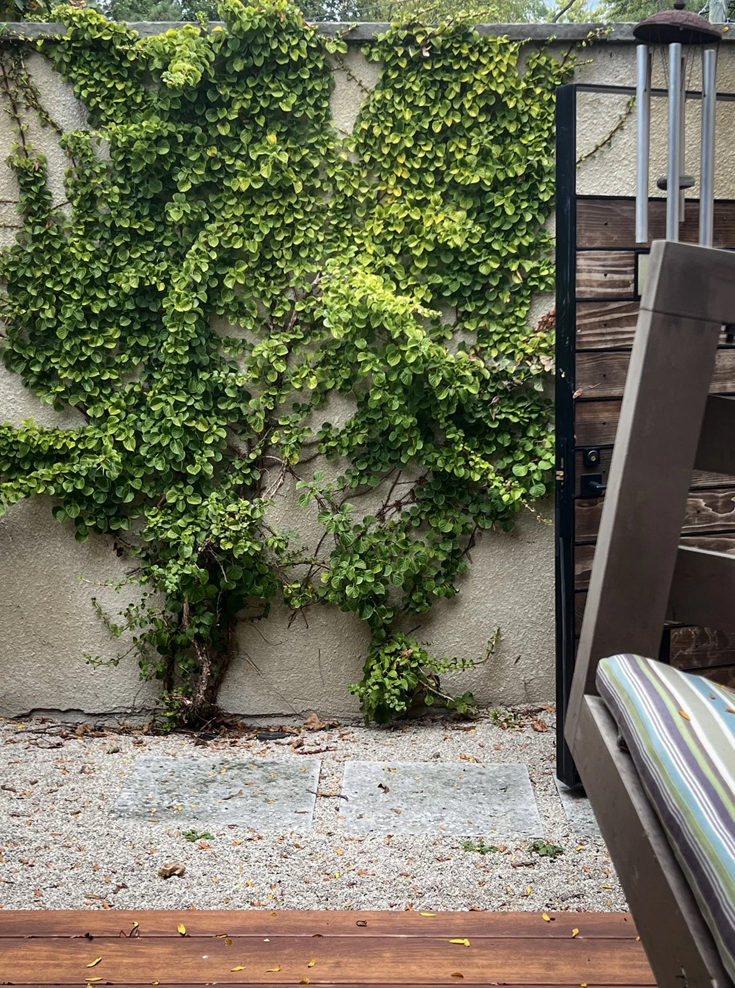 courtyard with climbing hydrangea.jpg