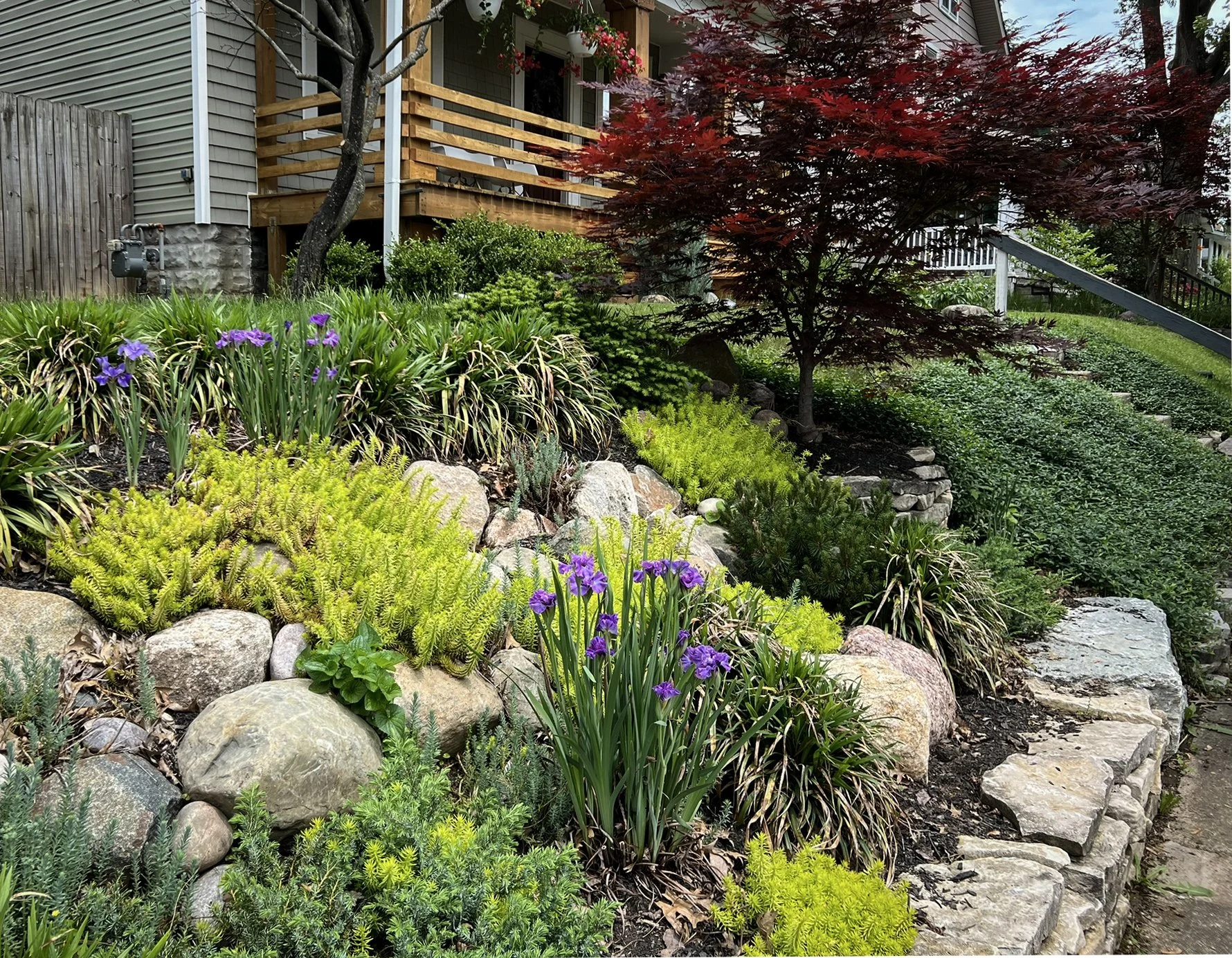 clintonville rock garden sedum japanese maple.jpg