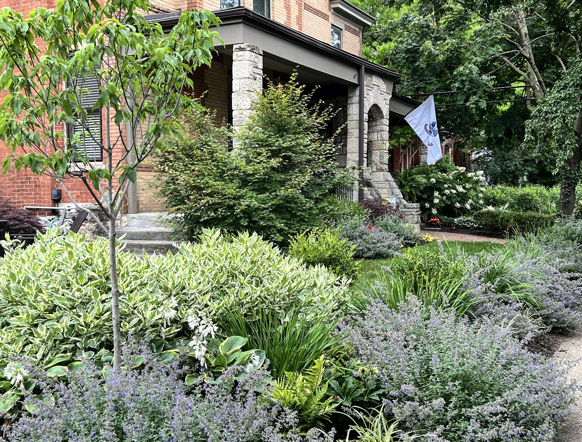 front garden with catmint.jpg