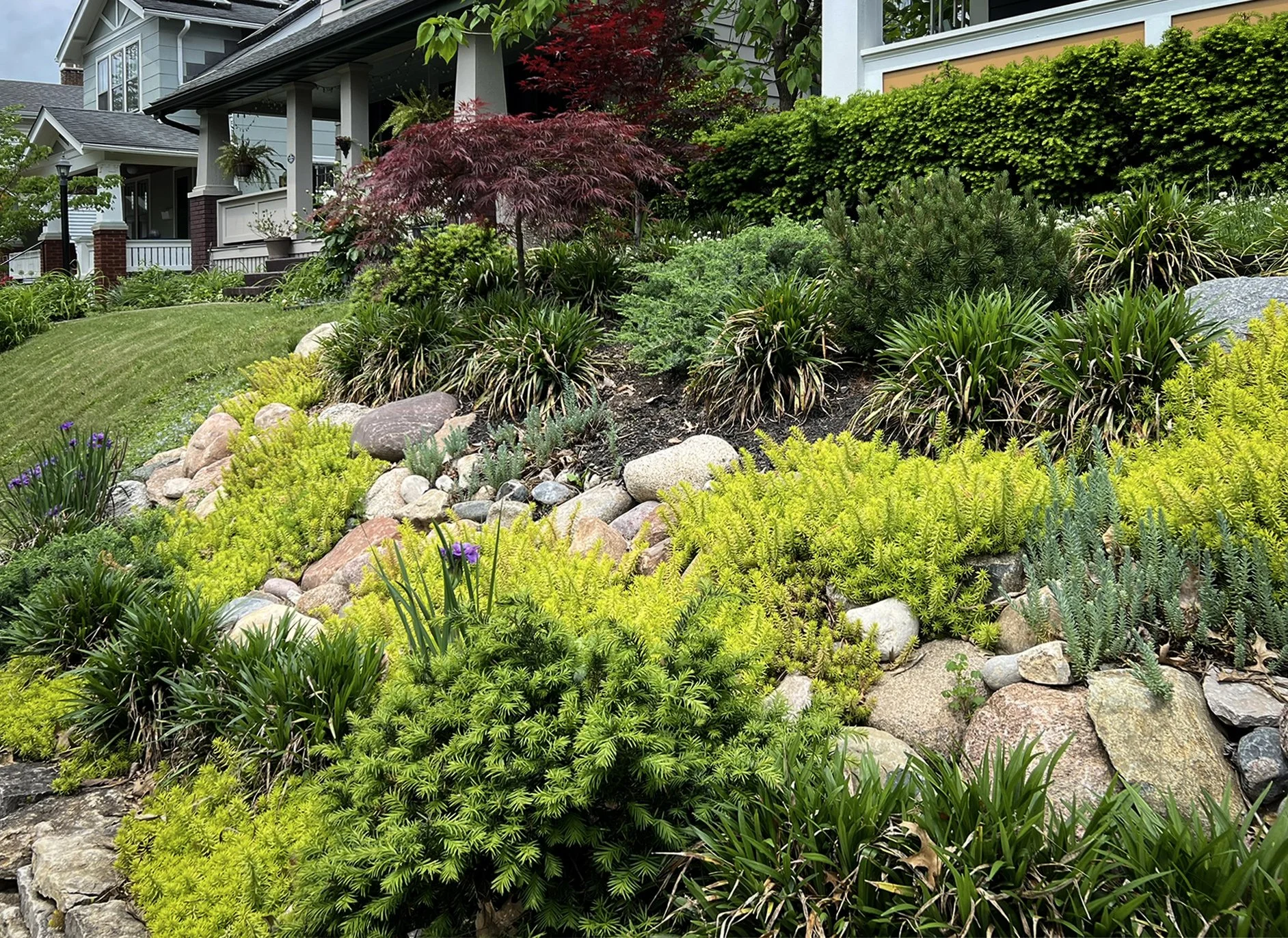 clintonville rock garden sedum japanese maple blue and yellow.jpg