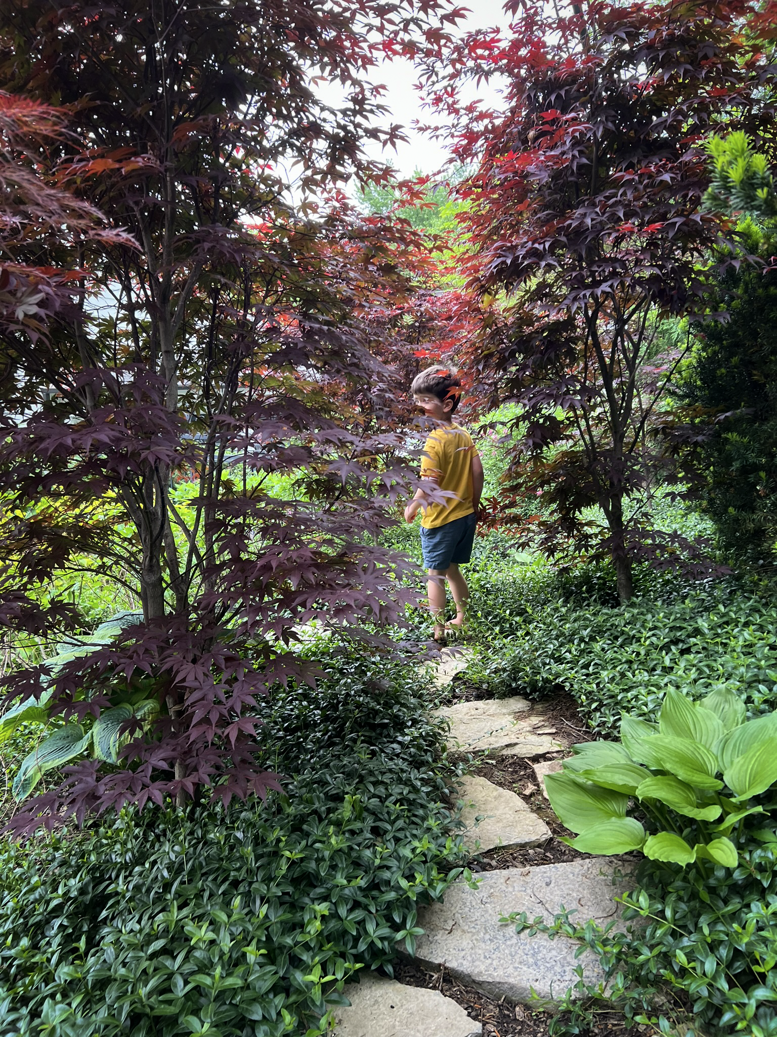 garden path with japanese maple columbus ohio.png