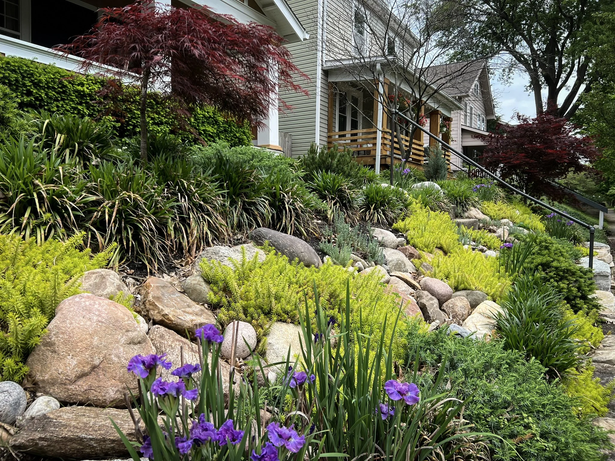 clintonville rock garden sedum and iris.jpg