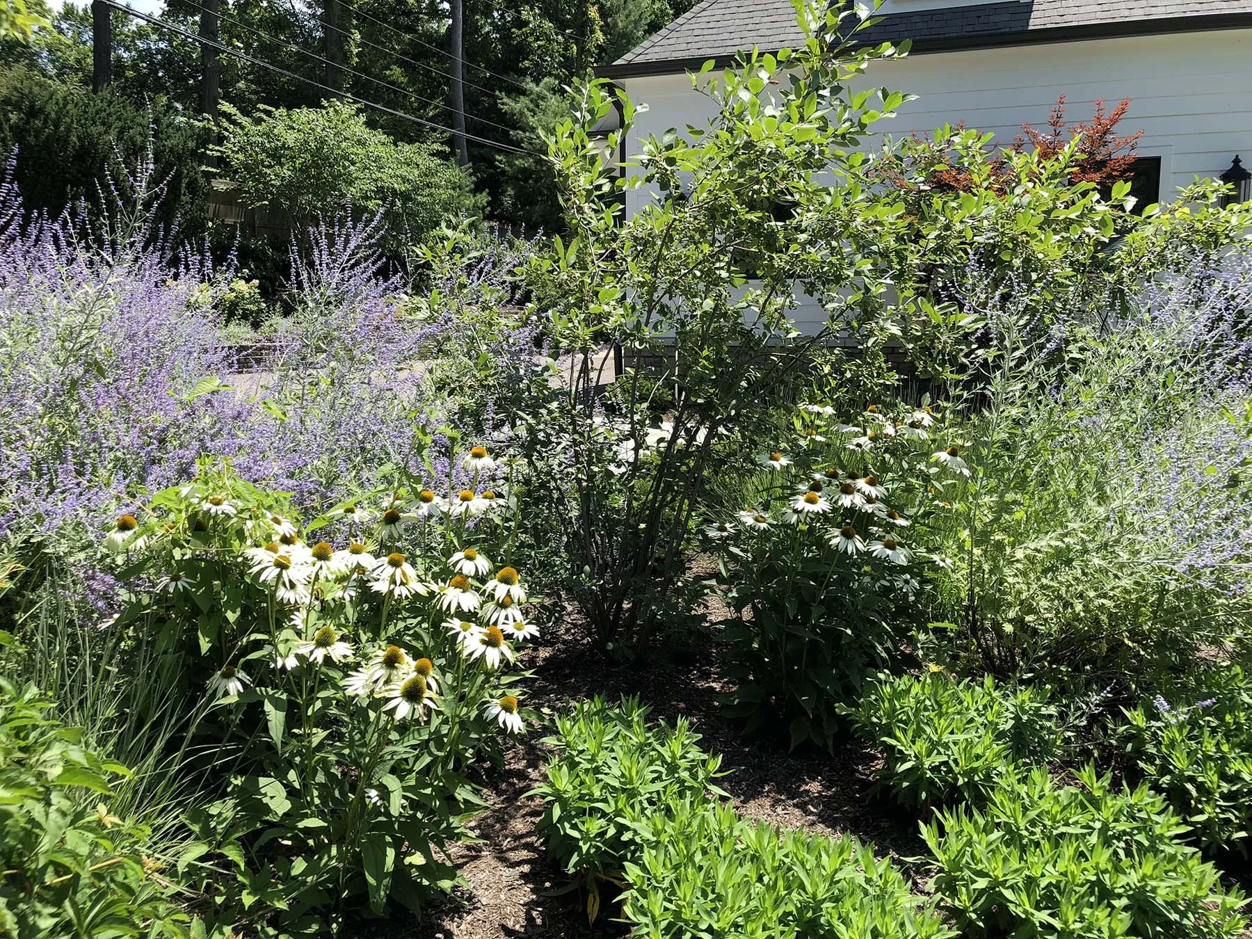 mixed perennial garden.jpg