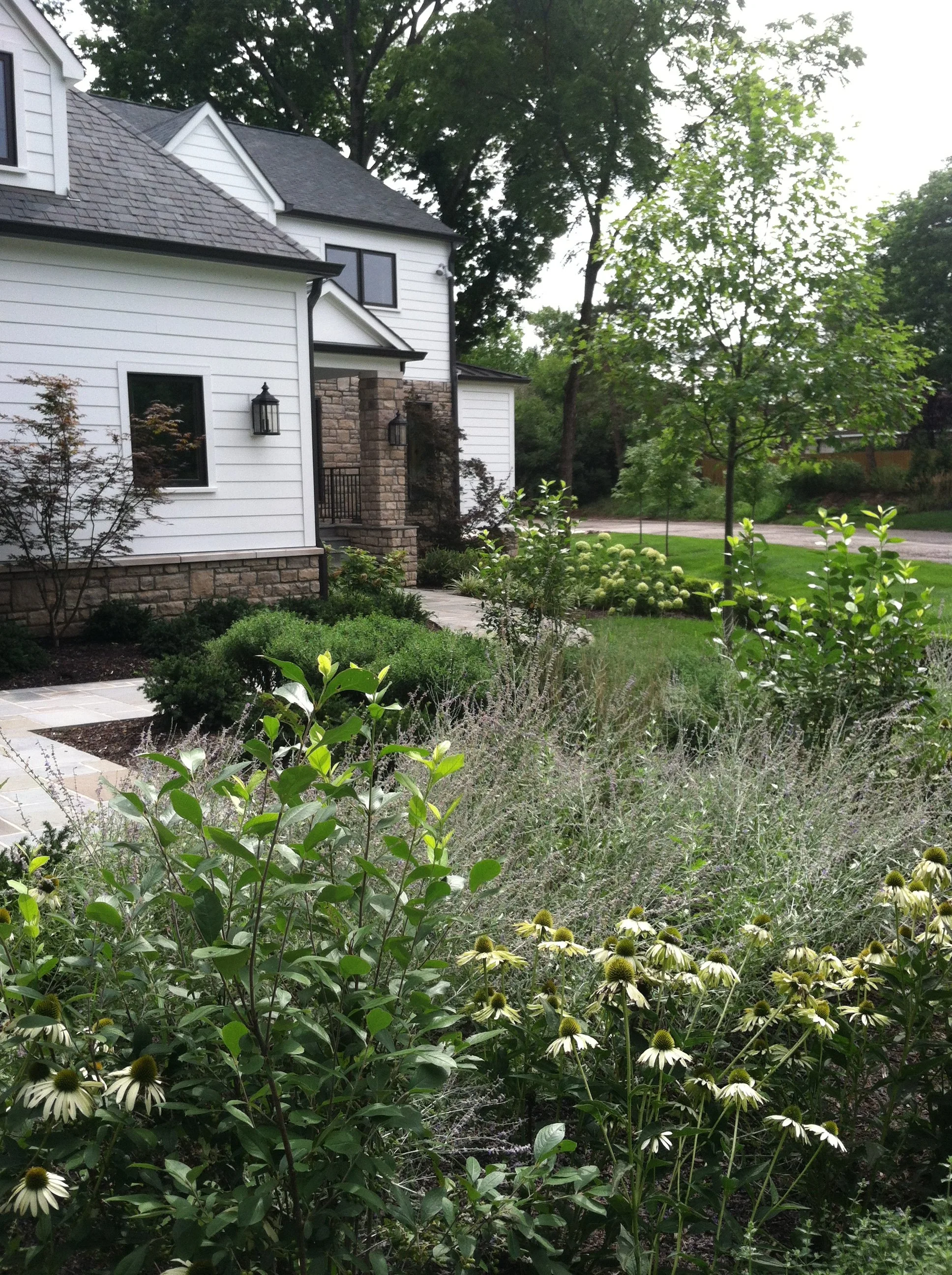 white echinacea and russian sage garden.JPG