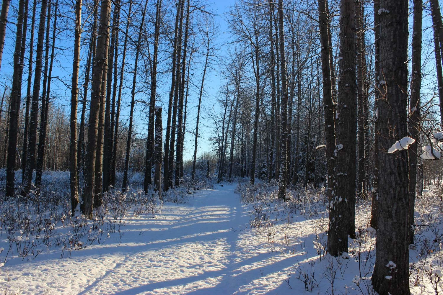 Northern_Lights_Fruit_and_Vegetable_Company_Winter_07.jpg