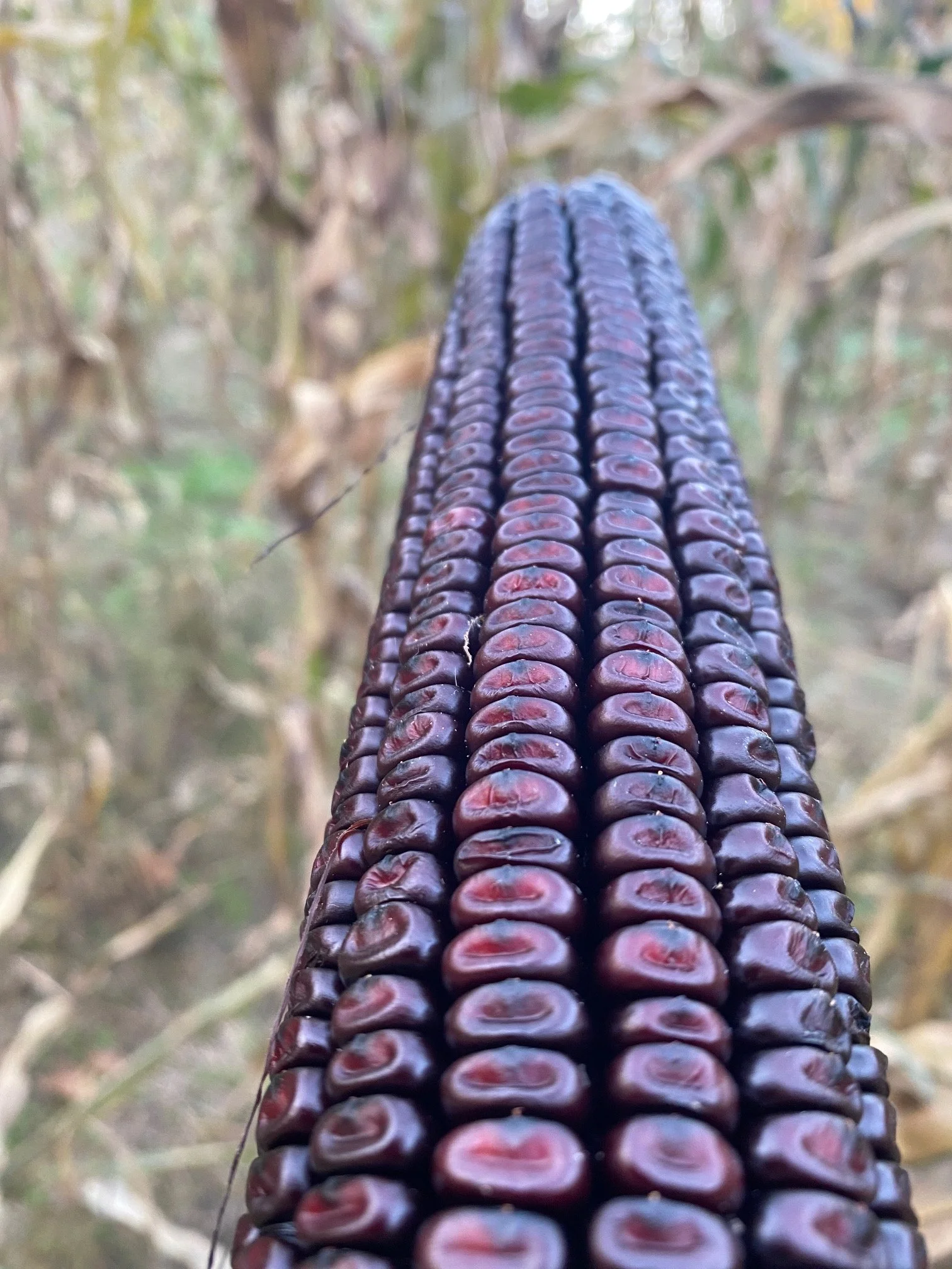 Purple corn long view.jpg