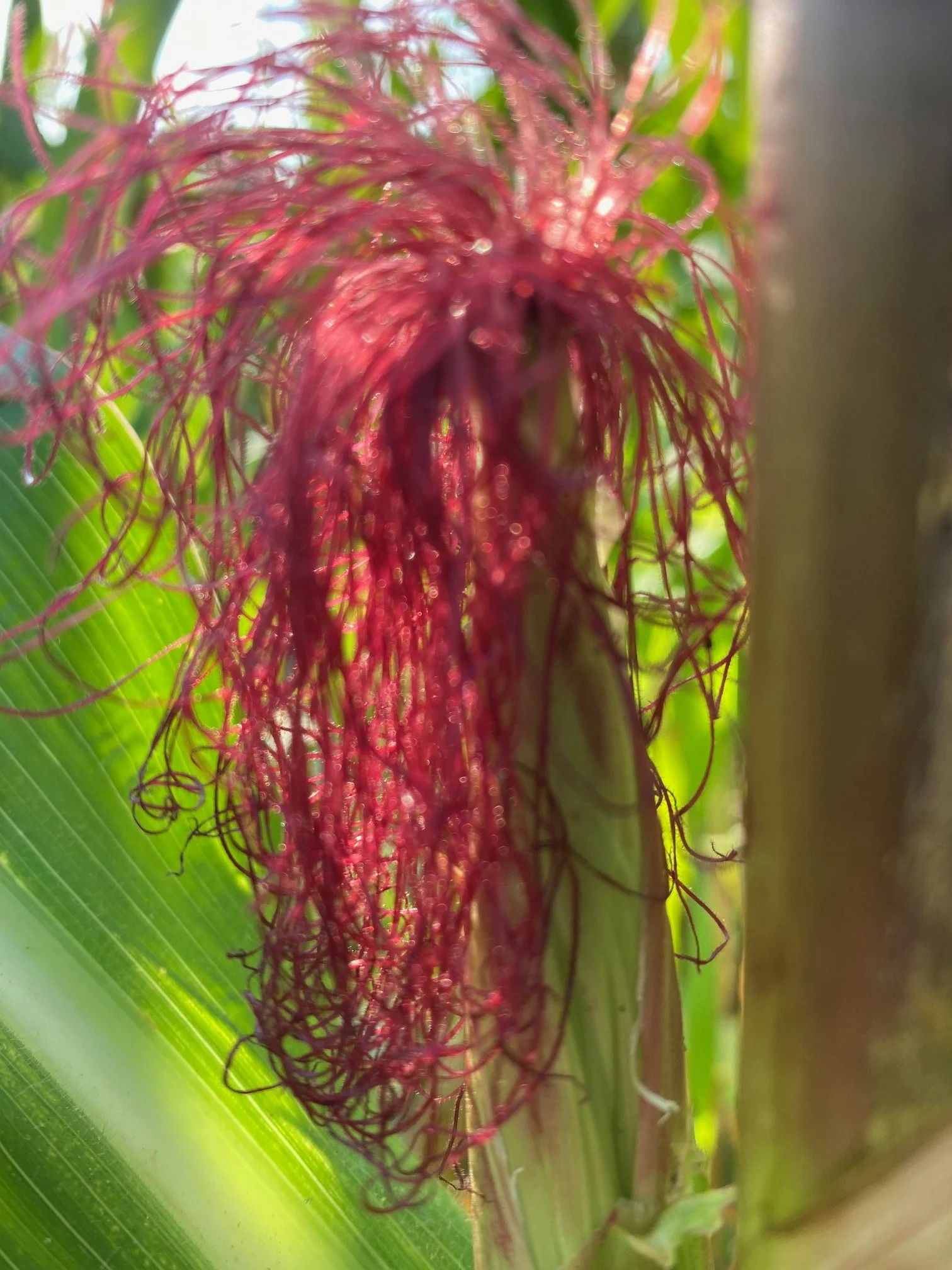 Red silks.jpg