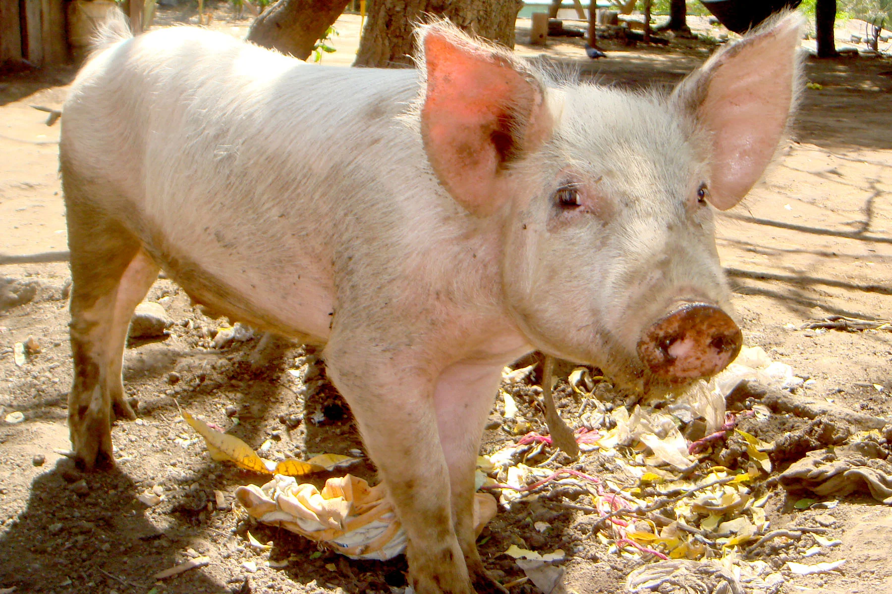 "El Chancho" (the Pig)