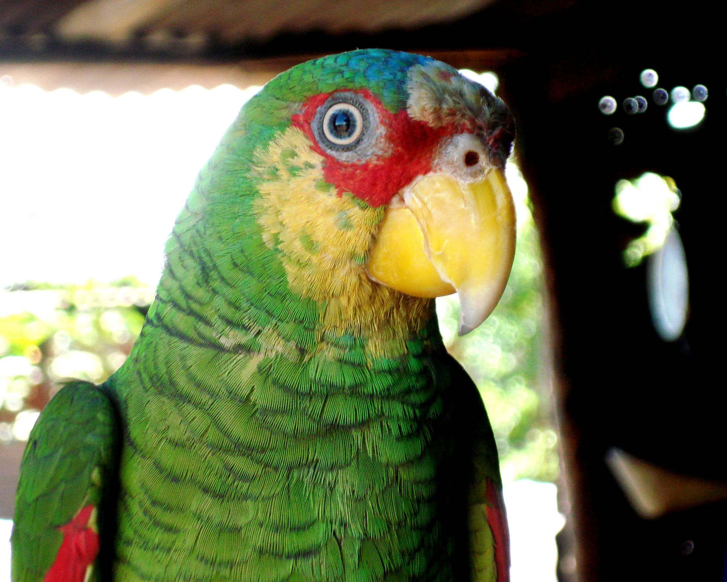 El Pajaro (The Bird)