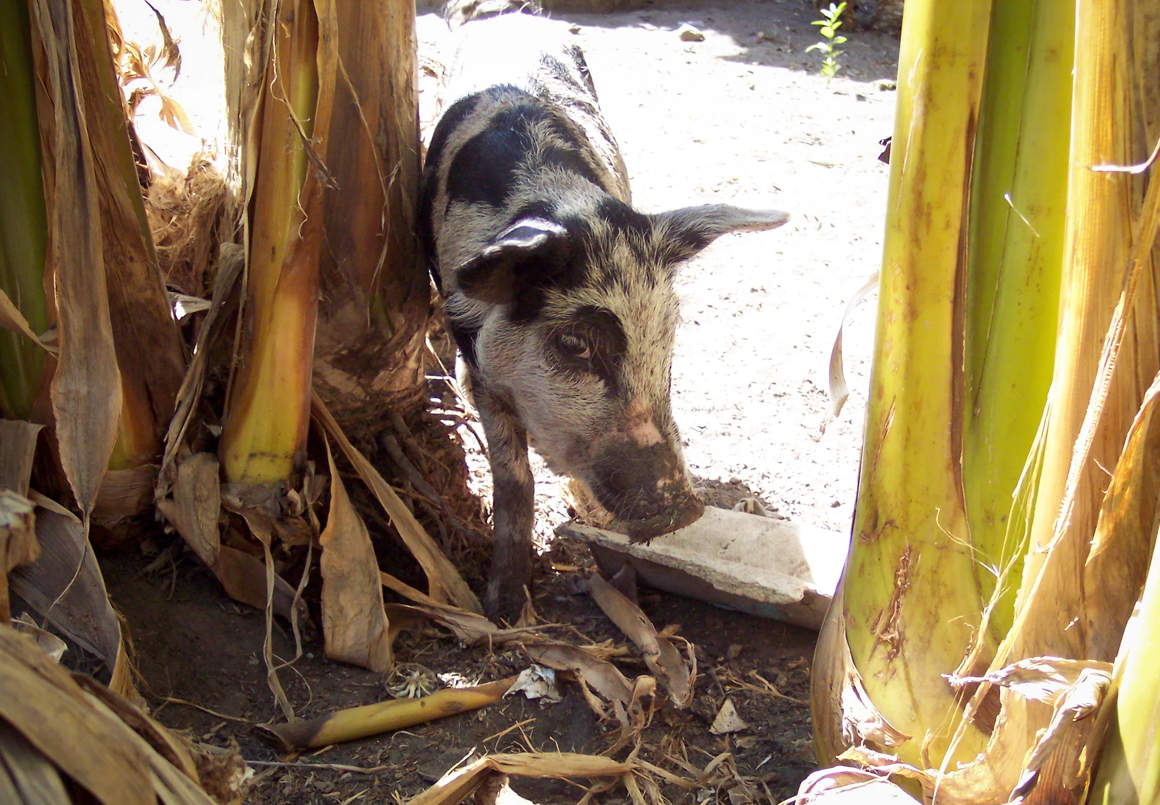Pig- Michelle Jarquin- 2011.jpg