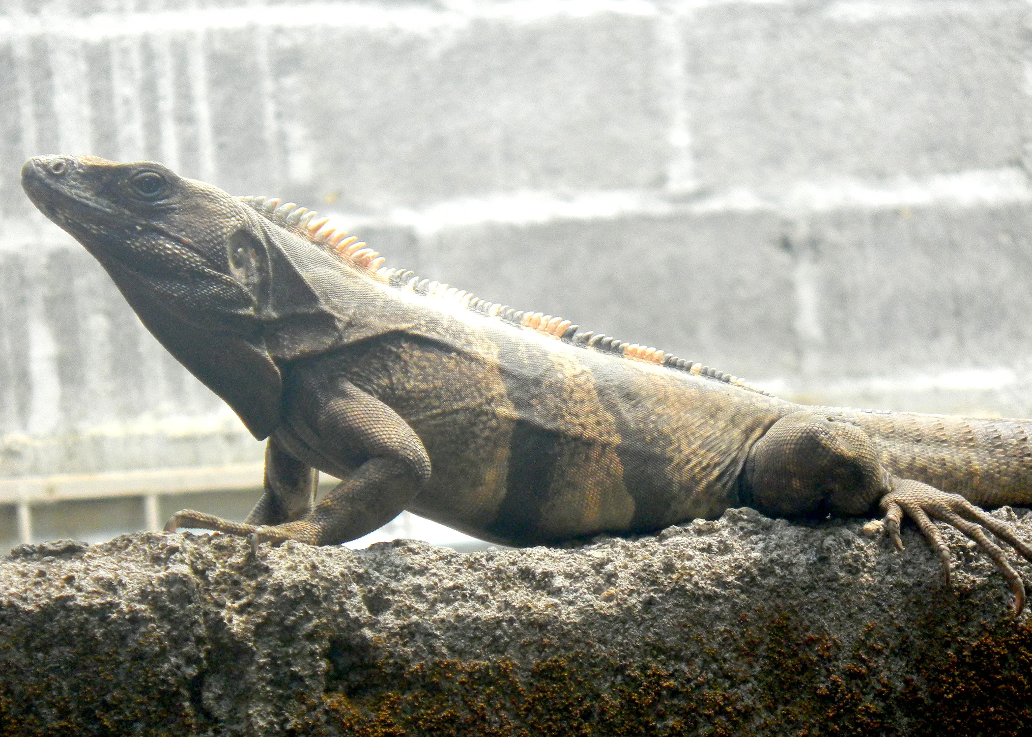 "Iguana"