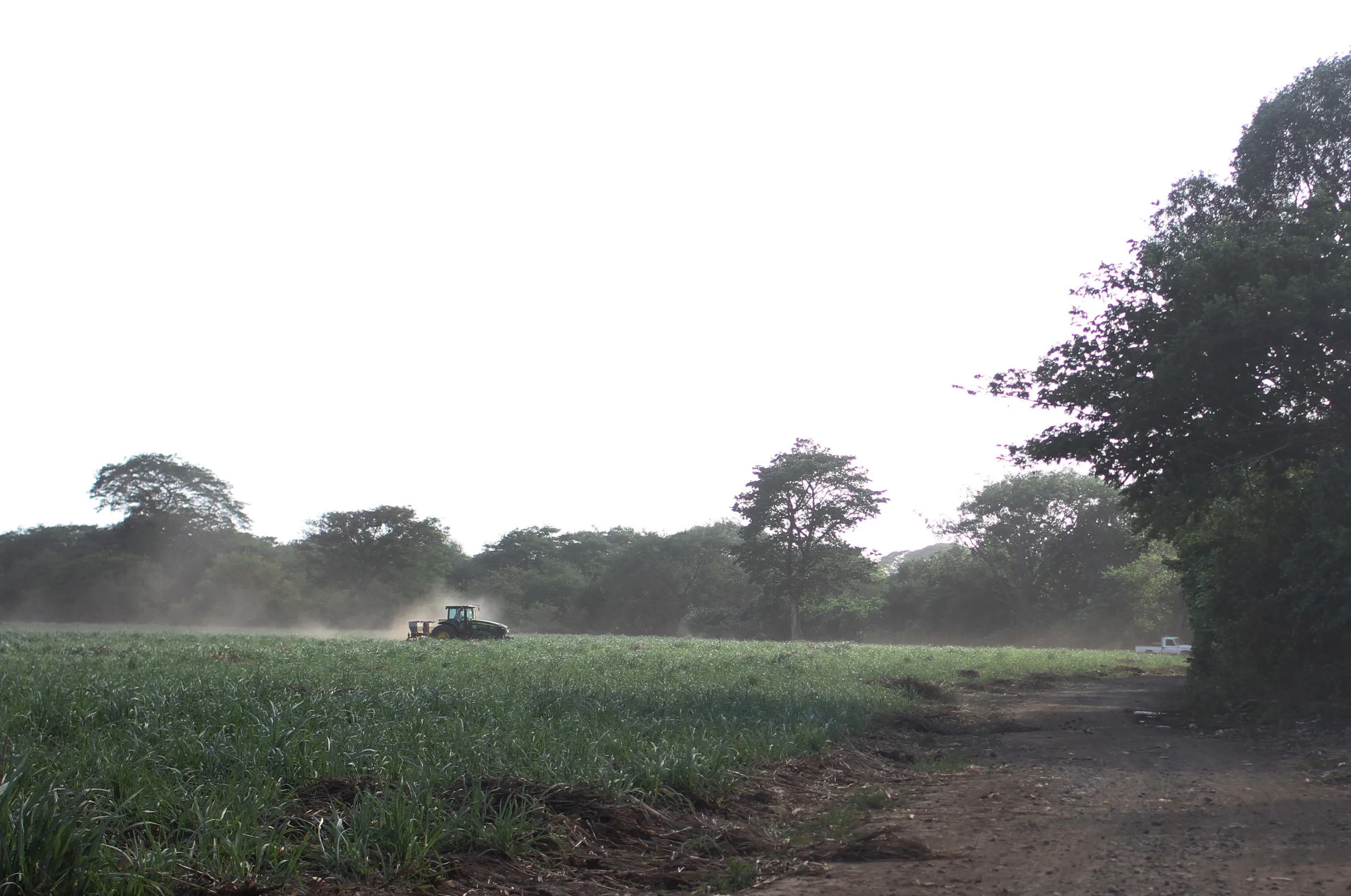 "Sugar Cane Fields"