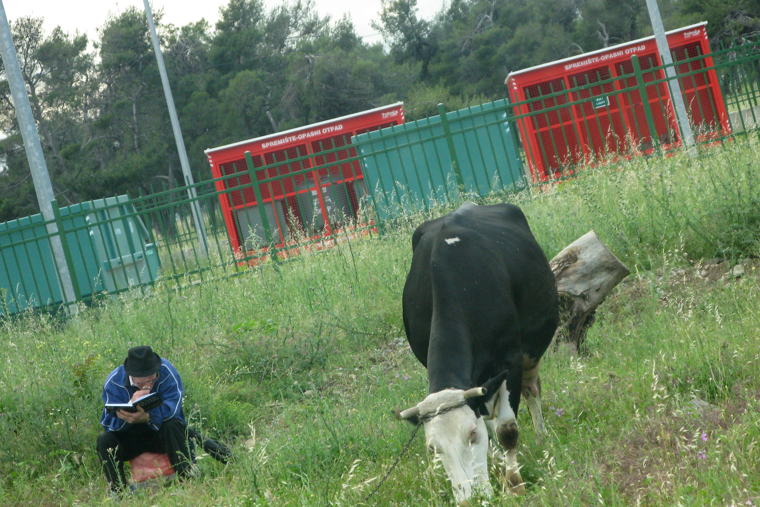A Man and His Cow by Rasim Redzepov