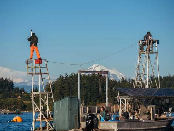 Lummi Island Wild Reefnet Fishing
