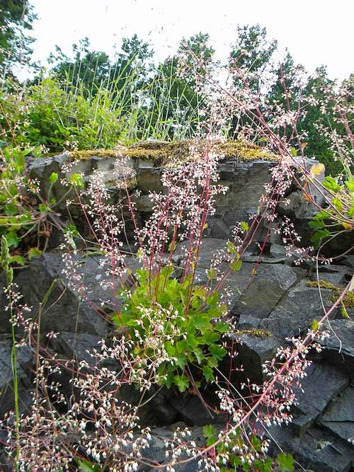 Alumroot ( Heuchera micrantha )