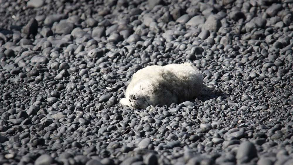 Seal pup with newborn fur, called lanugo . Photo credit Pam Rivers