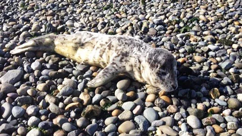 Baby Laramore on Lummi Island