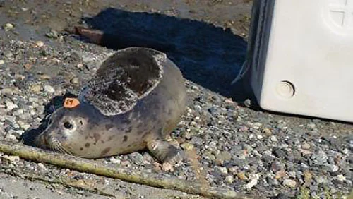 "Blubber ball" Larry is released 