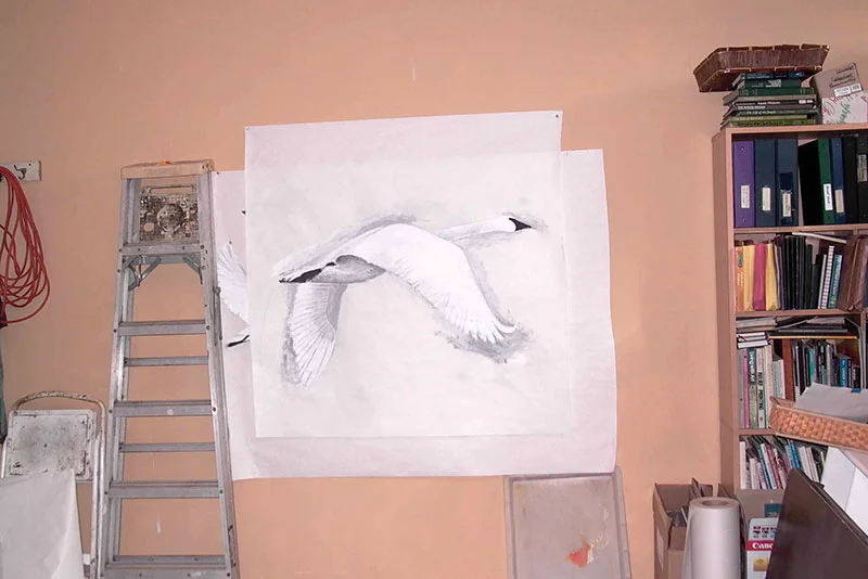 Finished swan paintings to be cut out