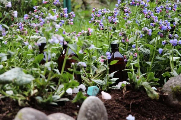 Lungwort in bloom