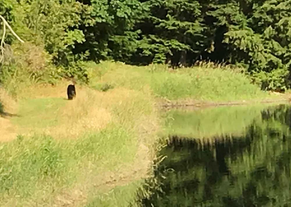 Black bear at Lummi Island Scenic Estates reservoir (July 27, 2018)