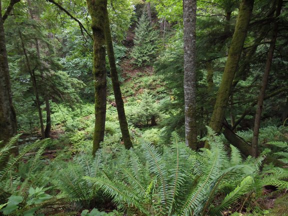 Heritage Trust announces 120 acre purchase