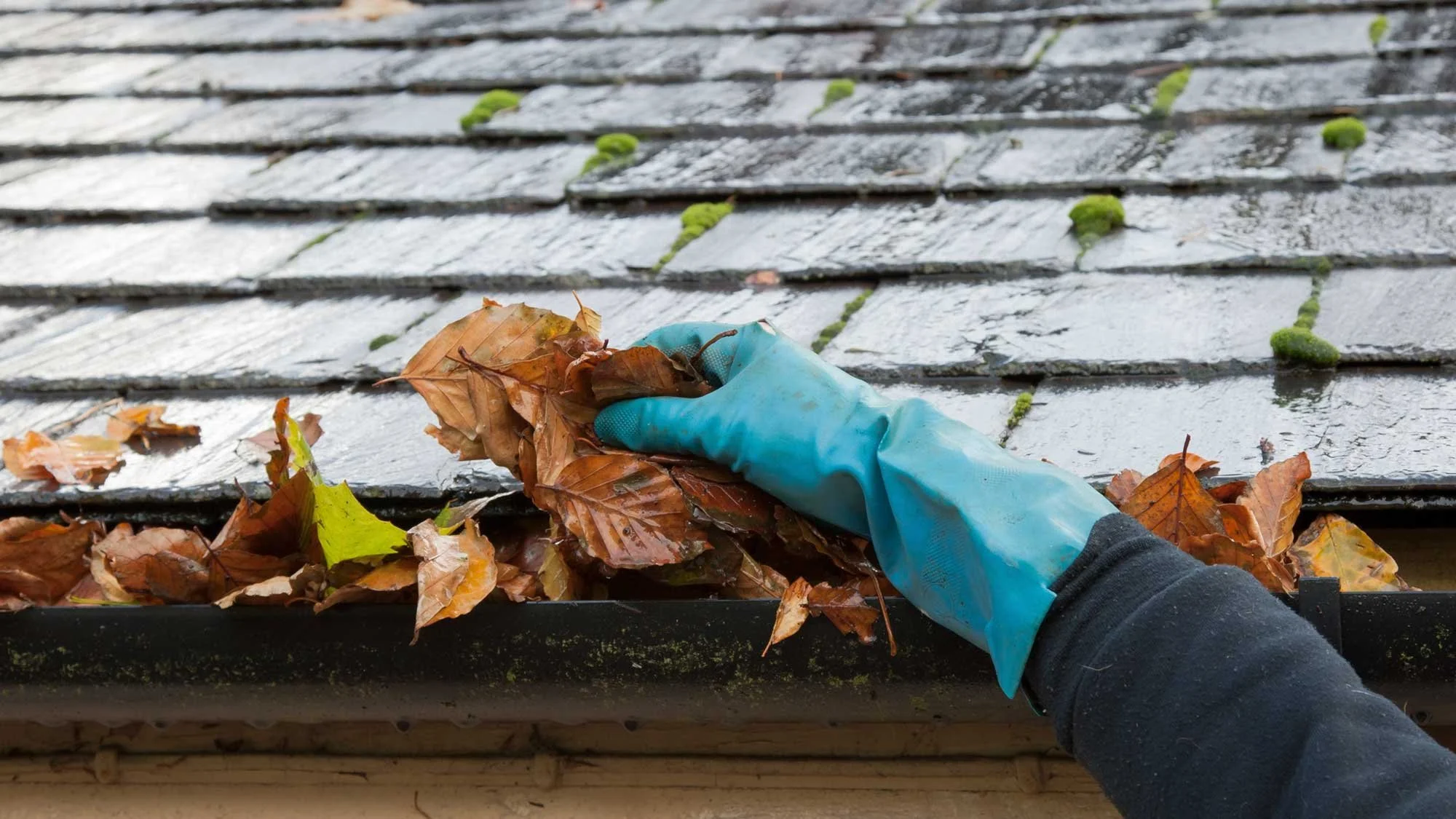 Leaves-Gutters-Firewise.jpg