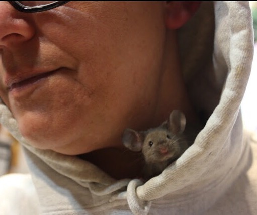 In the studio with my little buddy.... Mrs Beasley #inthestudio #mice #studiobuddy #artstudio #itsthesmallthings