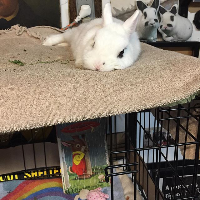 Clyde just chill&rsquo;in watching me paint #studiobuddy #bunny #hotot #Clydethebunny