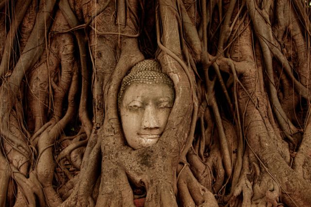 Buddha Head in Tree Roots.jpg